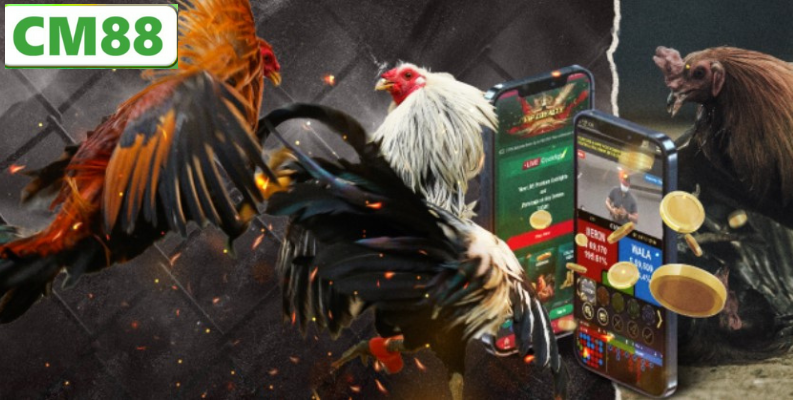 Các trận đấu đá gà tại SV388 luôn được phát trực tiếp