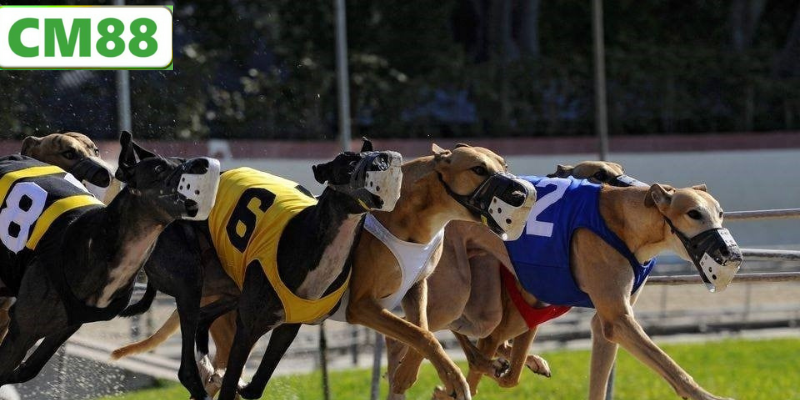 Lý Do Nên Tham Gia Cá Cược Đua Chó