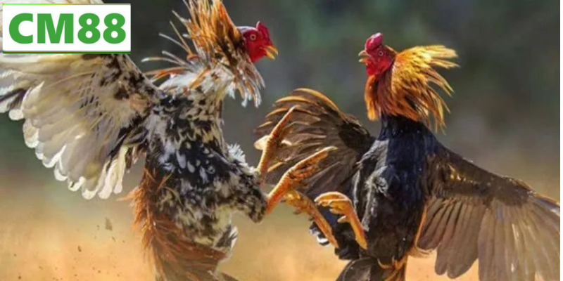 Mẹo Và Chiến Lược Để Giành Chiến Thắng